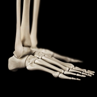 How Foot and Ankle Bones Harmonize for Stability
